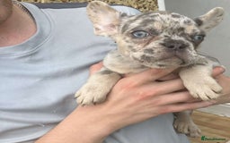 French Bulldog dogs for sale: Beautiful French bulldog puppies  - Image 7
