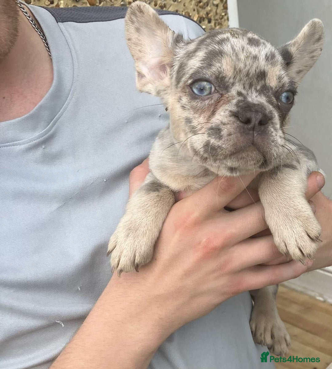 French Bulldog dogs for sale: Beautiful French bulldog puppies  - Image 7