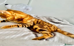 Bengal cats for sale: OUTSTANDING 🤩 Purebred Brown Rosetted Bengal - Image 3