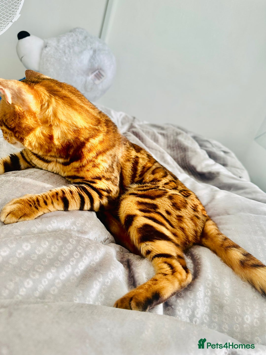 Bengal cats for sale: OUTSTANDING 🤩 Purebred Brown Rosetted Bengal - Image 3