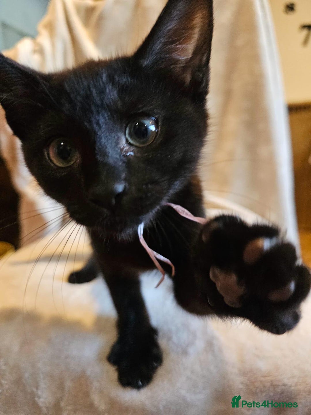 Domestic Shorthair cats for sale: Kitten-boy - Advert 3