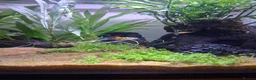 Platies fish for sale: Platy fry for sale - Advert 6