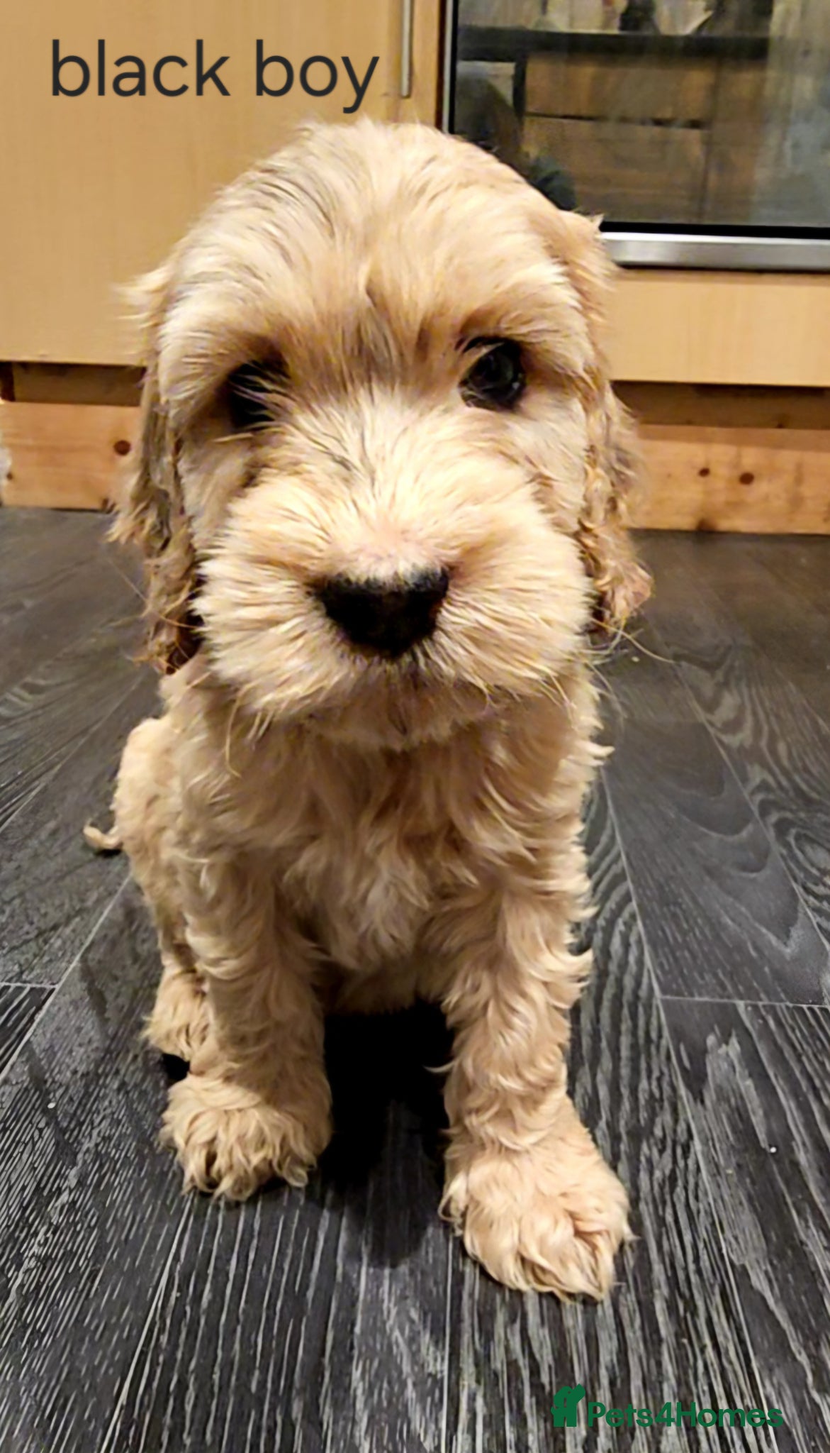 Cockapoo dogs Beautiful F1 cockapoo puppies ..6 girls 4 boys - Advert 18