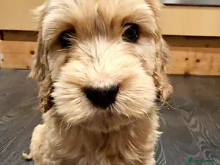 Cockapoo dogs Beautiful F1 cockapoo puppies ..6 girls 4 boys - Advert 18