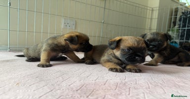 Border Terrier dogs - Advert 3