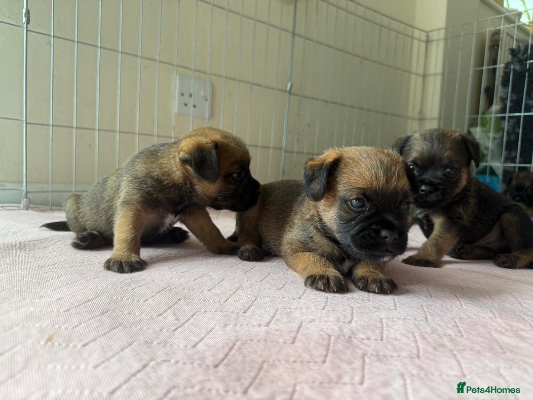 Border Terrier dogs for sale: Border Terriers - Image 2
