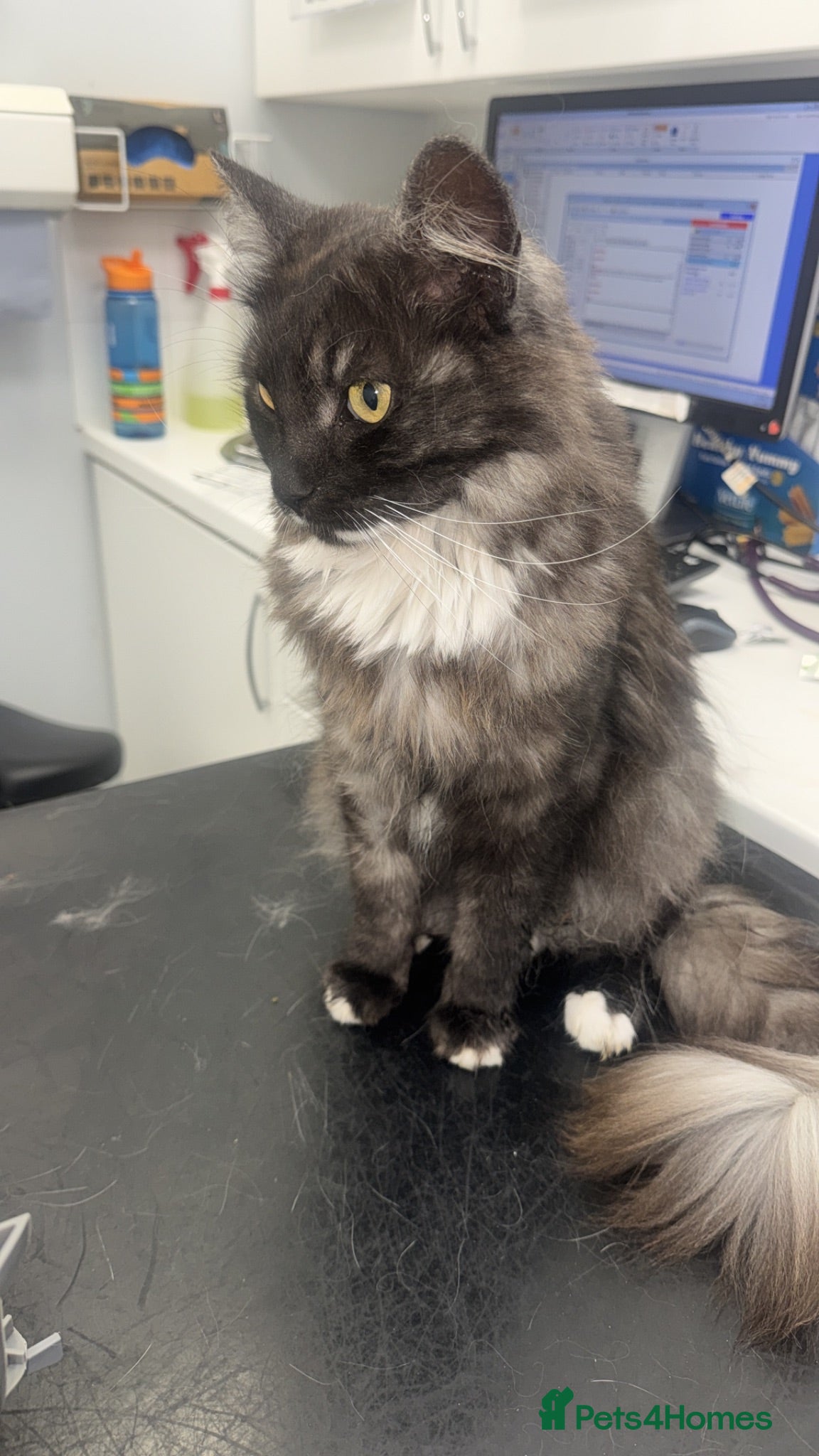 Maine Coon cats Monty  - Advert 1