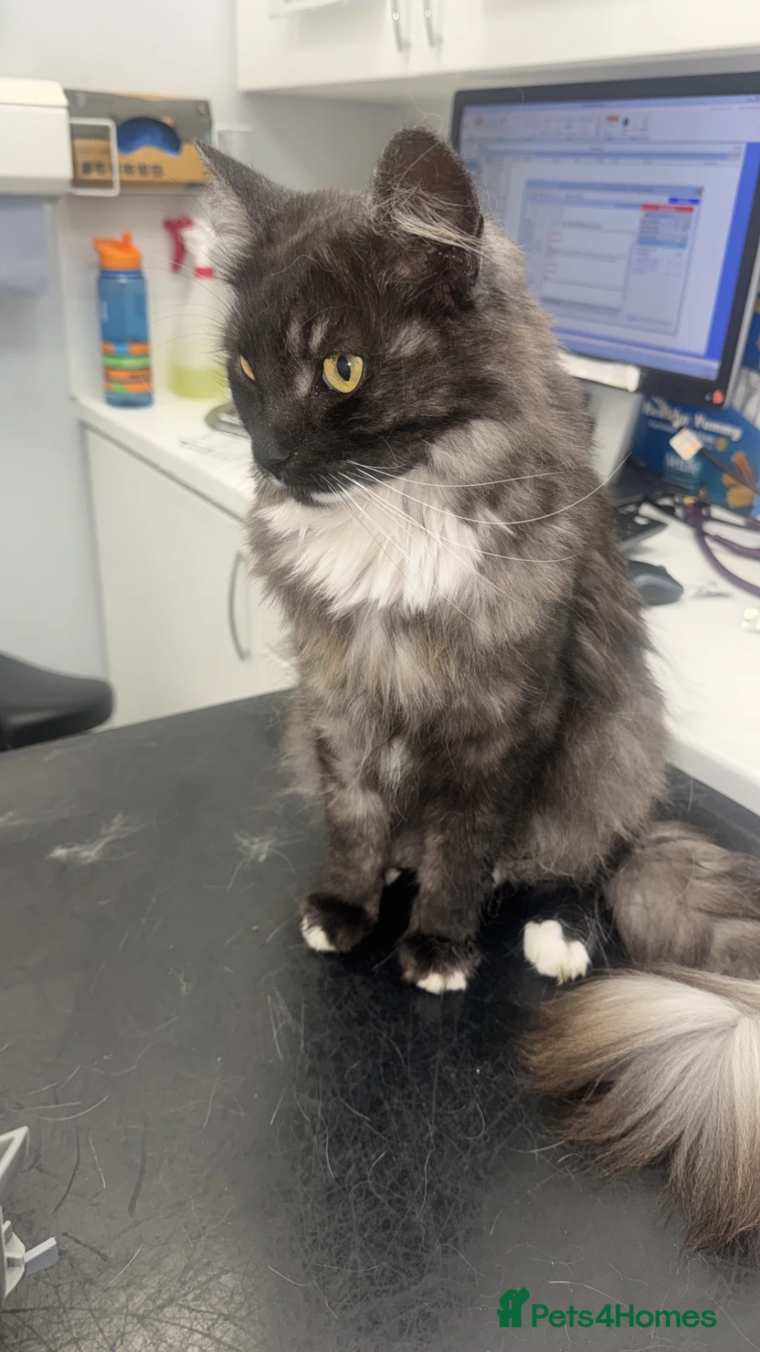 Maine Coon cats for sale: Monty  in Bootle - Advert 1