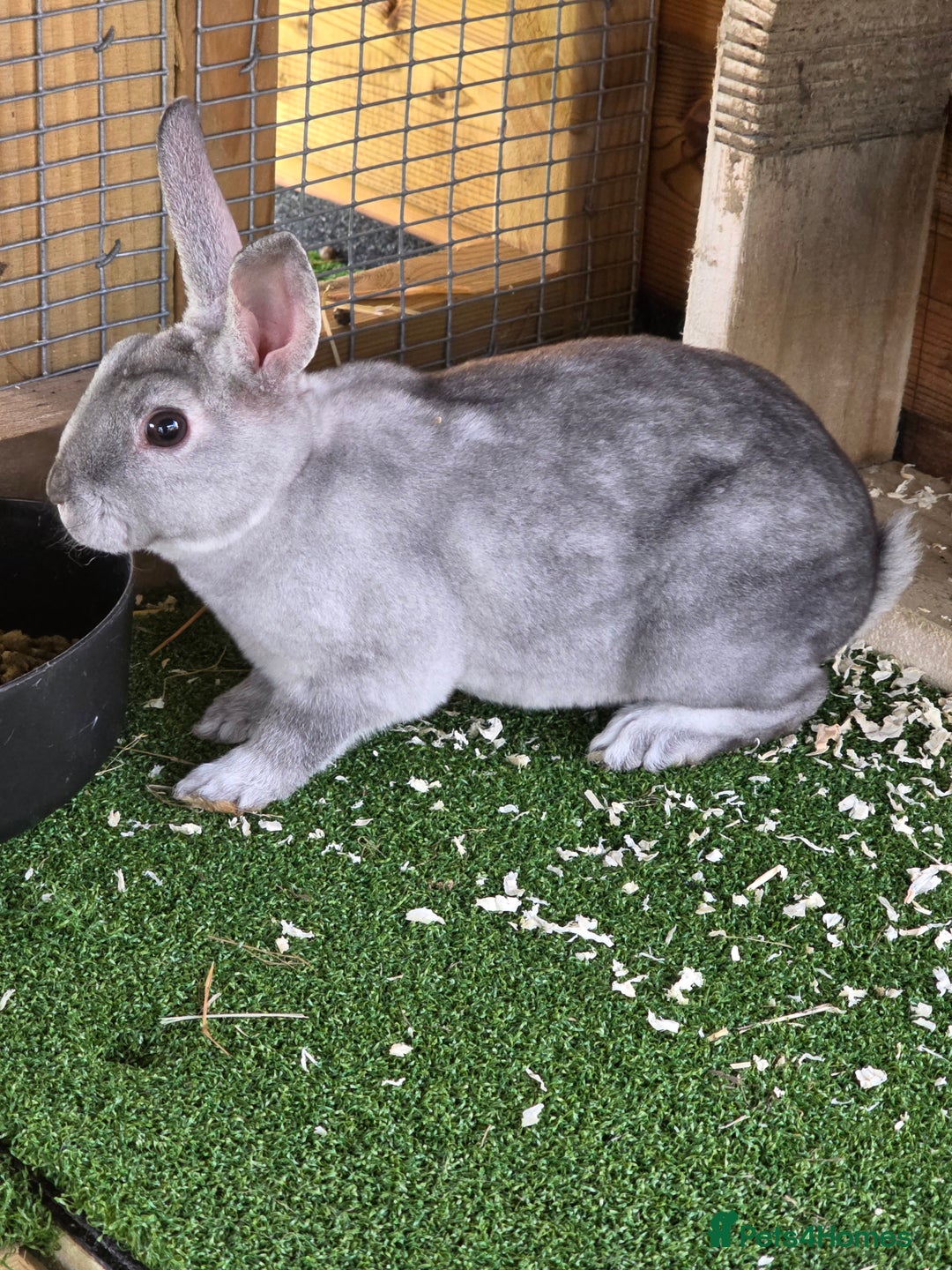 Rex rabbits for sale: Gorgeous rex rabbits - Image 13