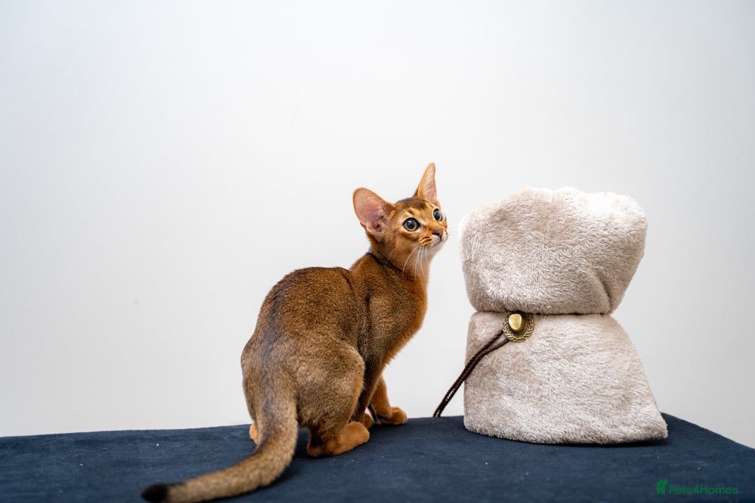 Abyssinian cats for sale: One of the Kind Abyssinian Girl-Champions Pedigree - Image 8