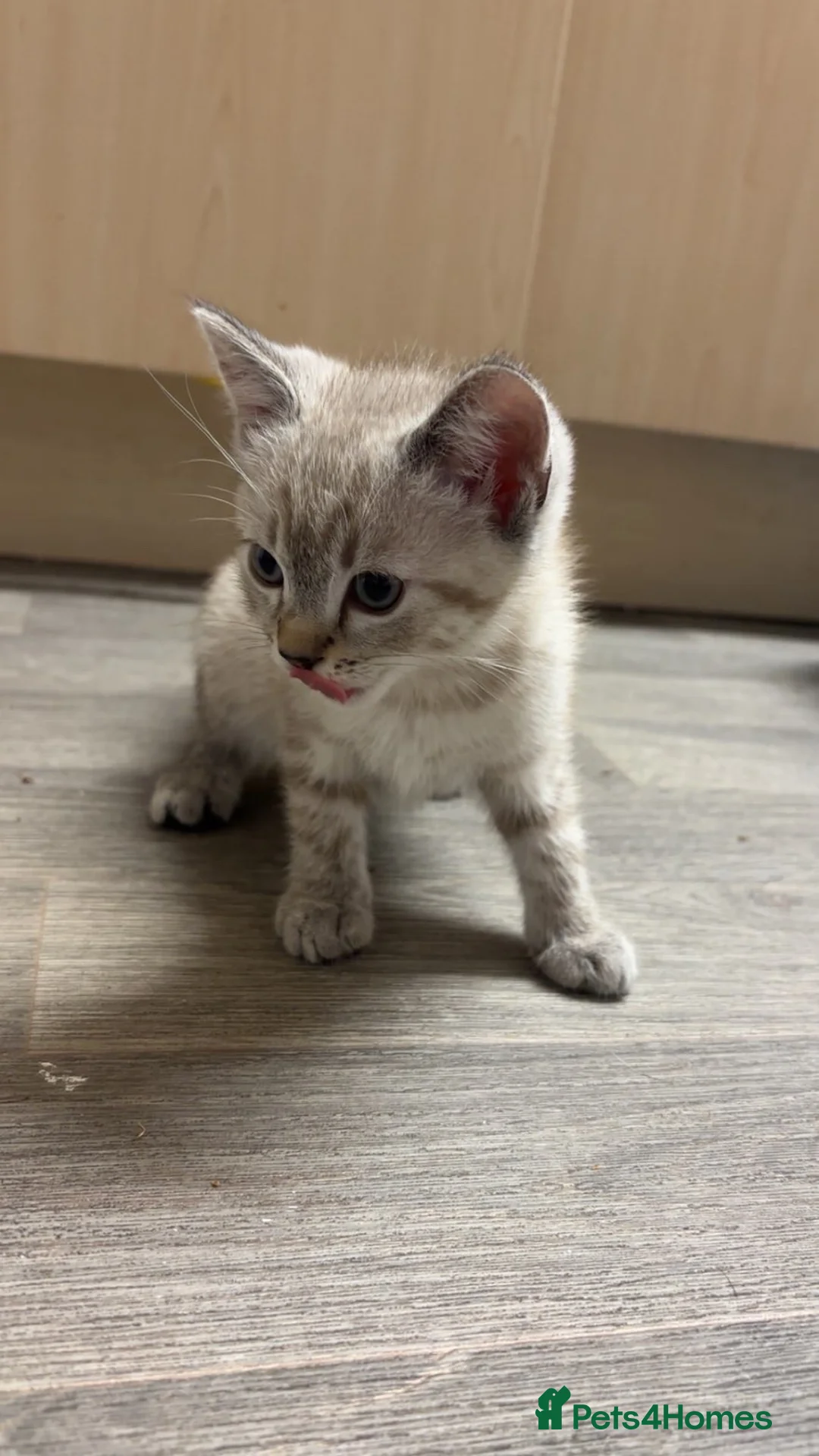 Ragdoll cats for sale: Male ragdoll cross kitten for sale in Annan - Advert 2