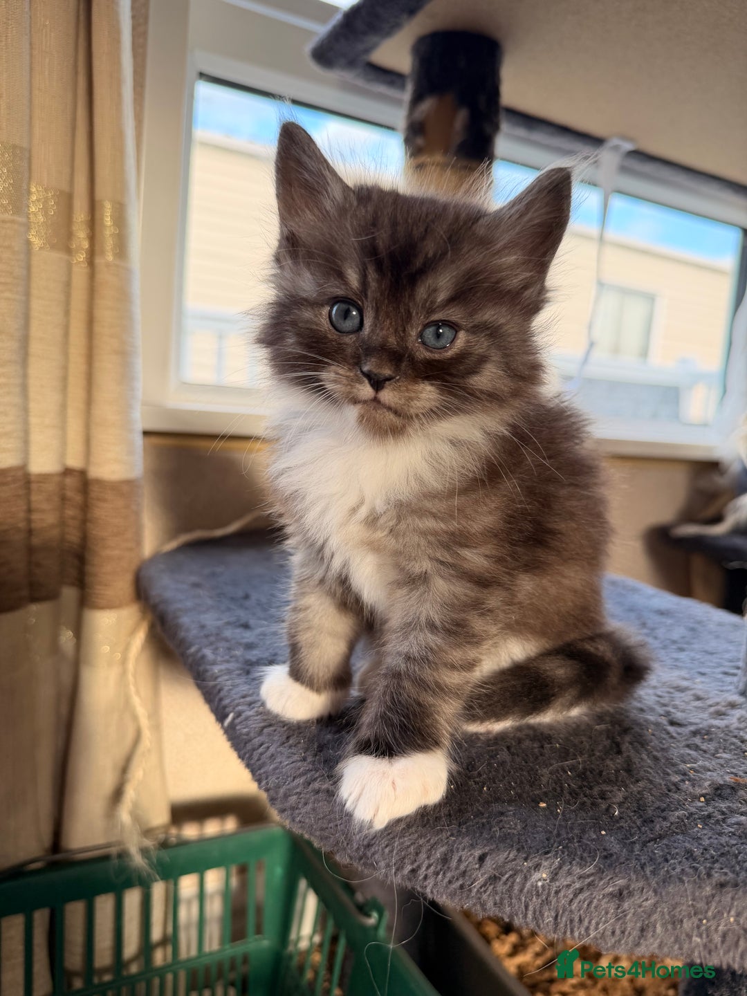 Maine Coon cats for sale: Mainecoon cross ragdoll  - Advert 4
