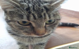 Bengal cats for sale: 1 Beautiful, Healthy Kitten - Image 24