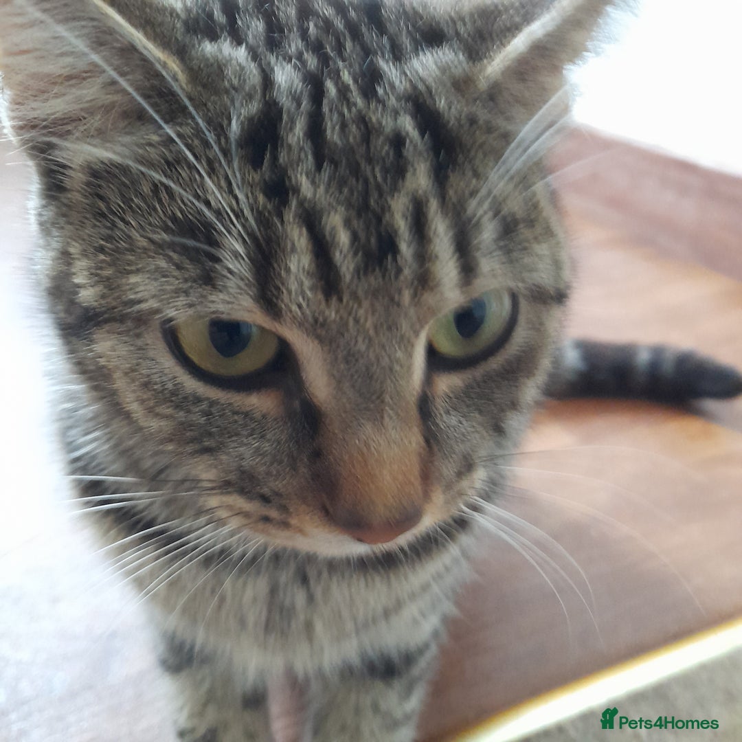 Bengal cats for sale: 1 Beautiful, Healthy Kitten - Image 24