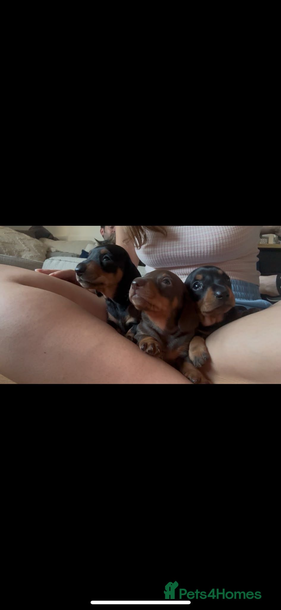 Miniature Dachshund dogs KC Registered miniature dachshund Puppies  - Advert 1