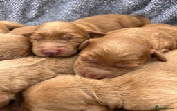 Mini Goldendoodle dogs for sale: Mini GoldenDoodle Puppies - Image 6