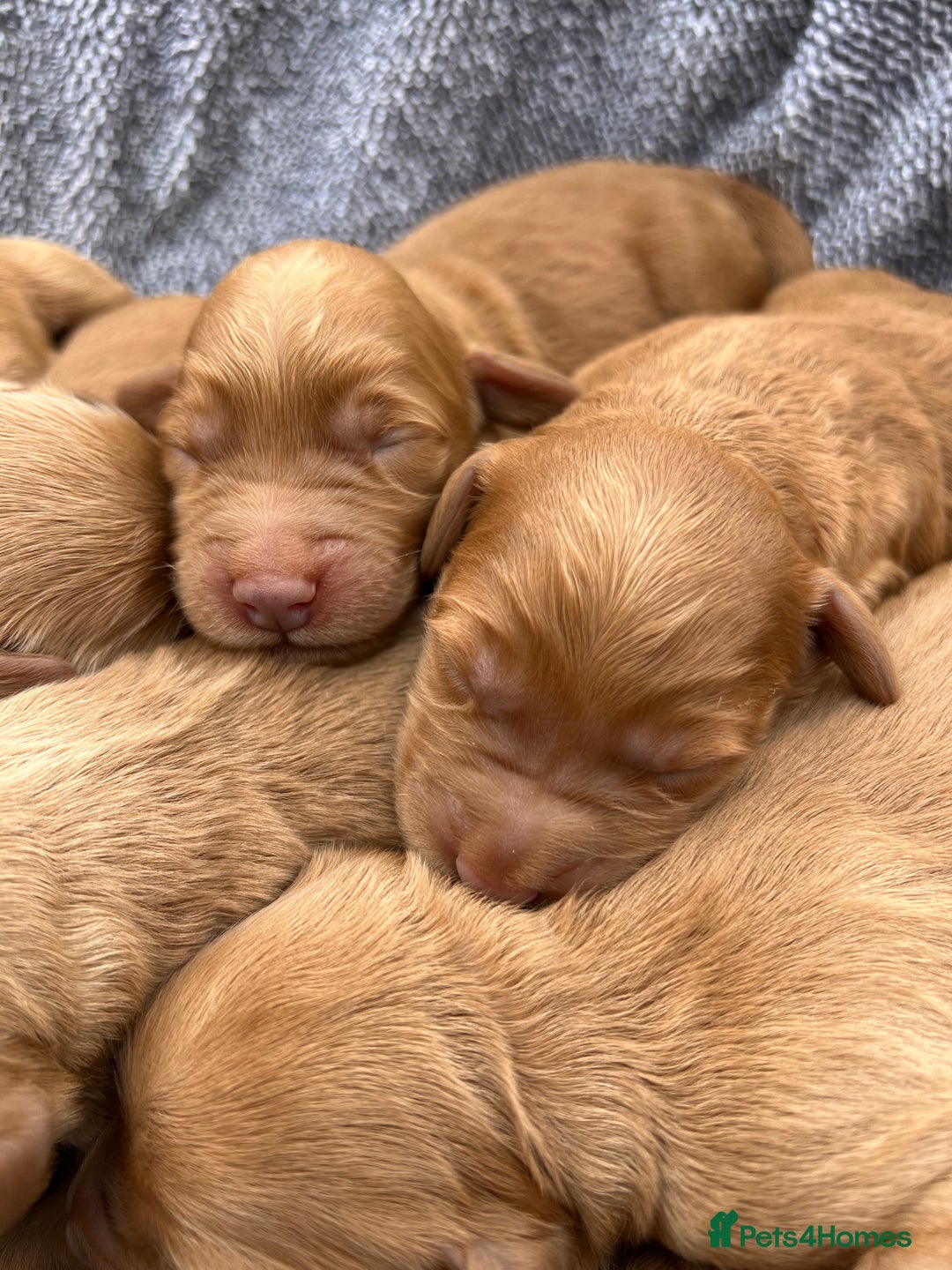 Mini Goldendoodle dogs for sale: Mini GoldenDoodle Puppies - Image 6