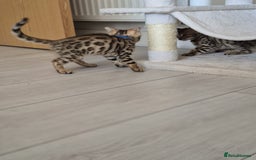 Bengal cats for sale:  🐾Four Beautiful Bengal Kittens🐾 - Image 22