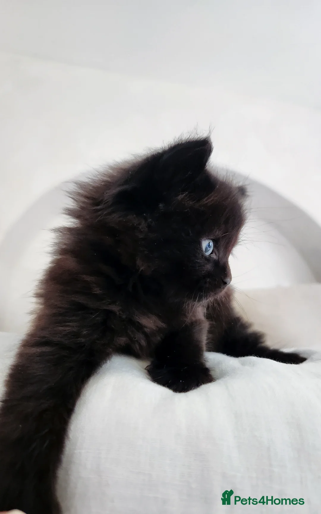 Norwegian Forest Cat cats for sale: 🐾 Loving Fluffy Kittens for New Homes - Advert 2