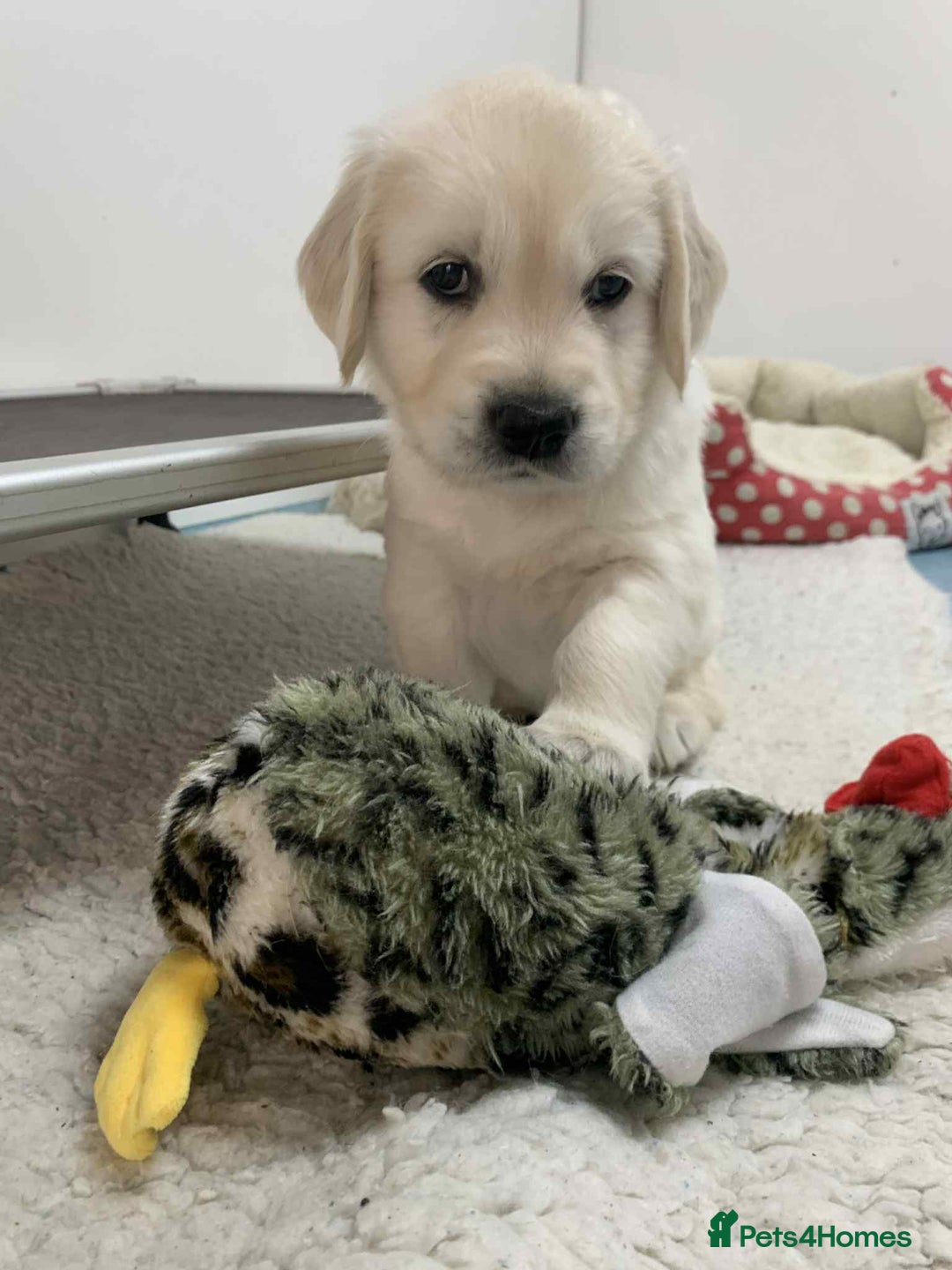 Golden Retriever dogs for sale: Gorgeous KC reg Golden Retriever Puppies - Image 32