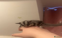 Sugar Glider rodents for sale: Joey sugar glider female.OOP- 16/09/2025 - Advert 4