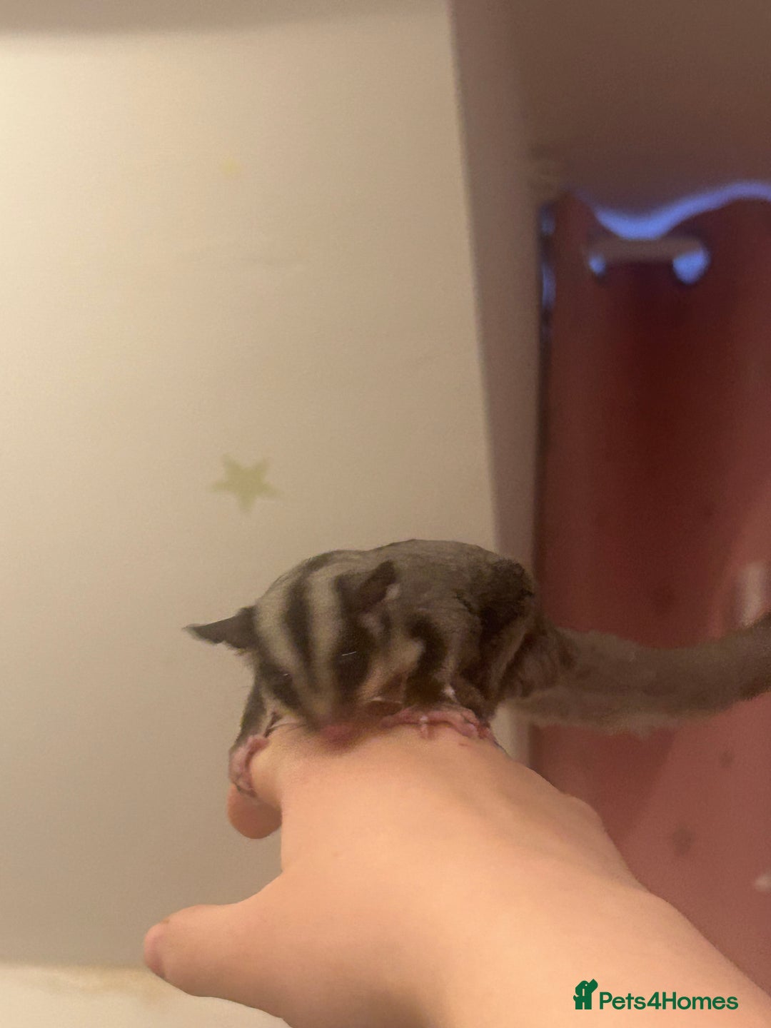 Sugar Glider rodents for sale: Joey sugar glider female.OOP- 16/09/2025 - Advert 4