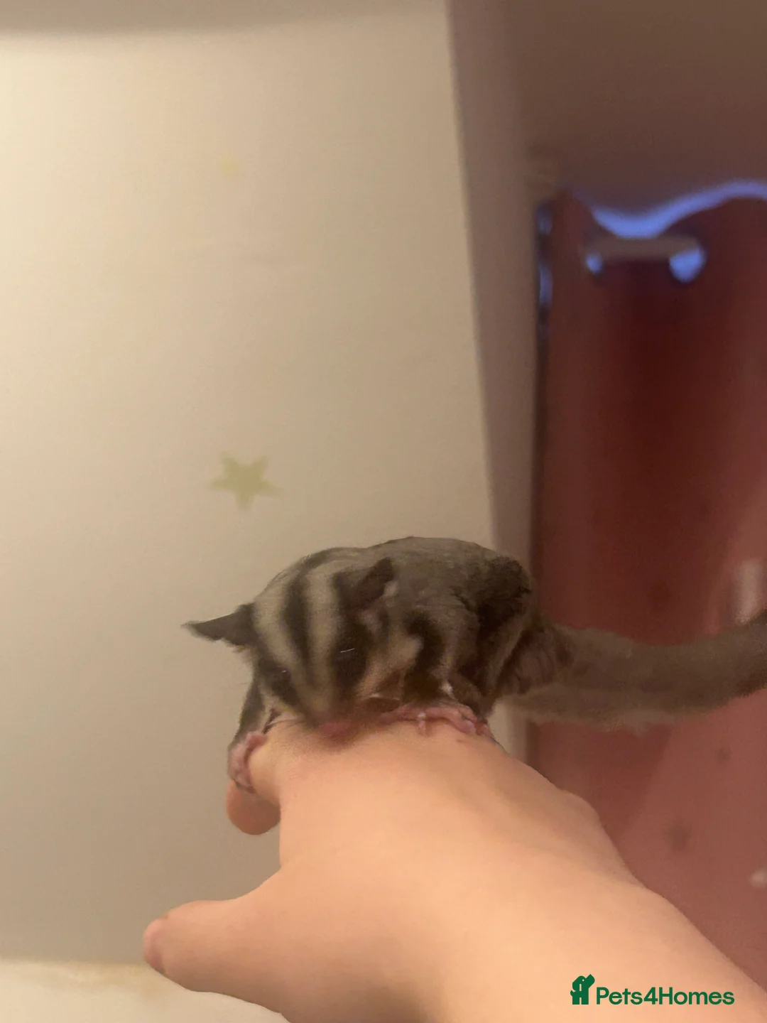 Sugar Glider rodents for sale: Joey sugar glider female - Advert 4