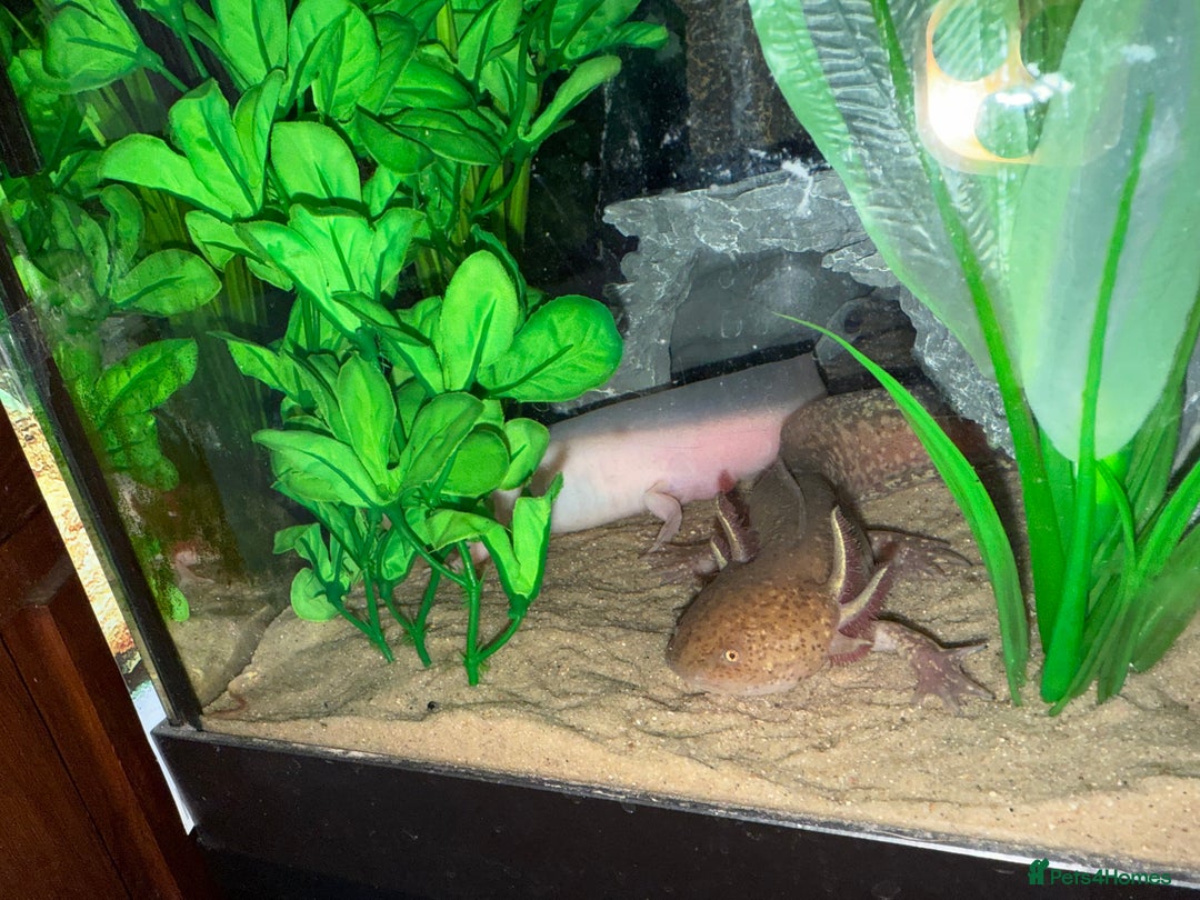 Axolotl reptiles for sale: 3 gorgeous and cute Male axolotls - Image 11