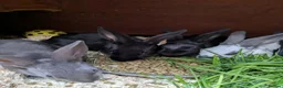 English rabbits for sale: Yurvac vaccinated purebred baby English rabbits! - Advert 5