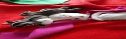 Sugar Glider rodents for sale: Sugar gliders in Salford - Advert 17