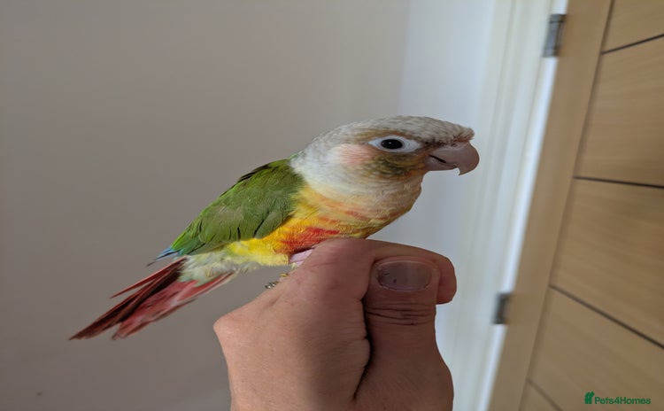 Conures birds - Advert 14