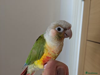 Conures birds - Advert 5