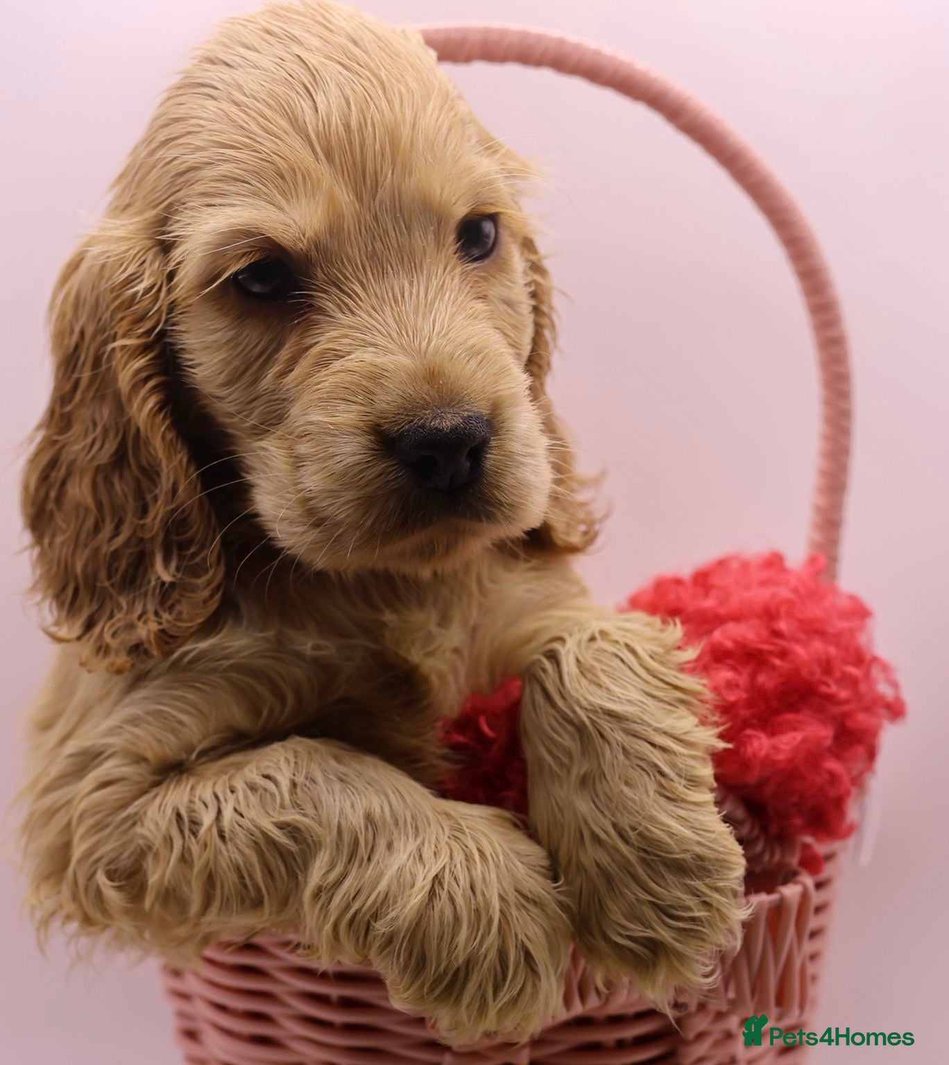 Cocker Spaniel dogs True Show Cocker Spaniels - Advert 1