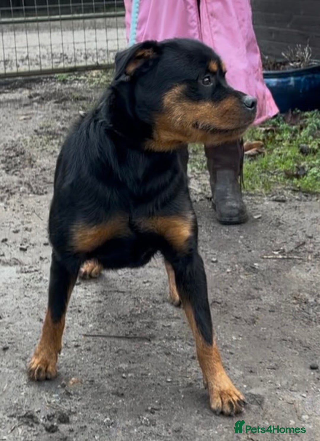 Rottweiler dogs for sale: Stunning 20 month bitch - Advert 1