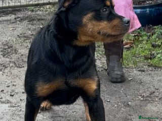 Rottweiler dogs Stunning 20 month bitch - Advert 3