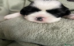 Shih Tzu dogs for sale: Adorable Imperial Shih Tzu Puppies - Image 23