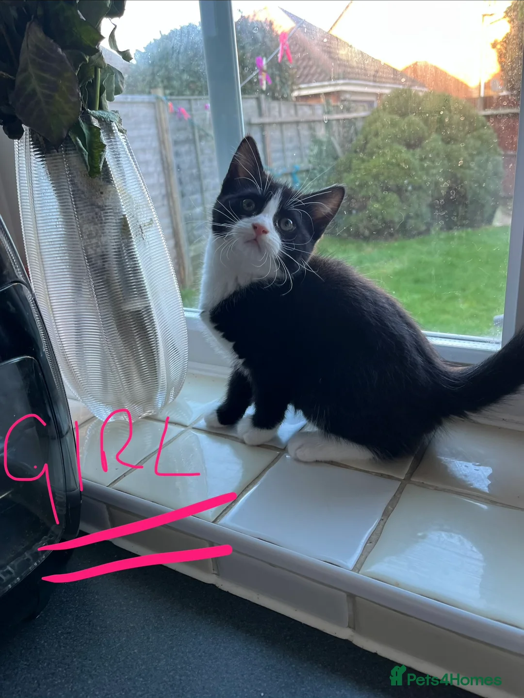 Mixed Breed cats for sale: 4 x Beautiful Playful Kittens Ready NOW - Advert 17