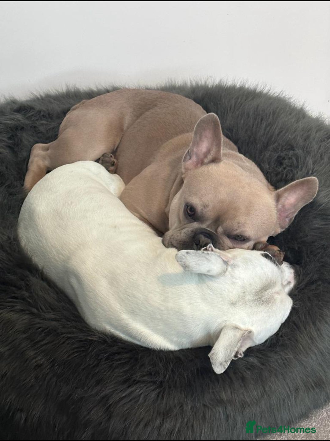 French Bulldog dogs for sale: Male french bulldog 3 years old - Advert 5