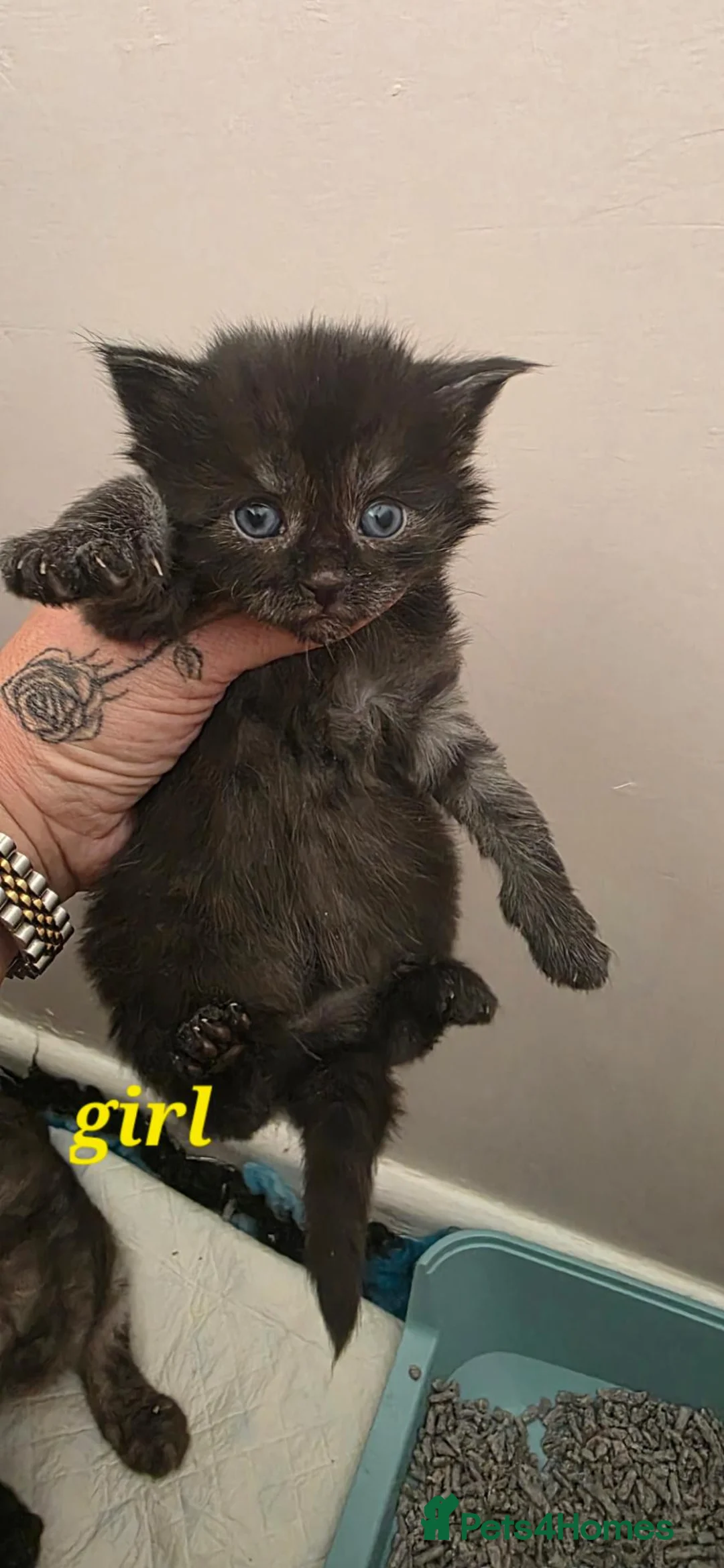 Mixed Breed cats for sale: Silver smoked maincoon cross - Advert 1