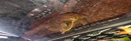 Toad reptiles for sale: Giant Suriname Marine Toad with Set Up - Advert 7