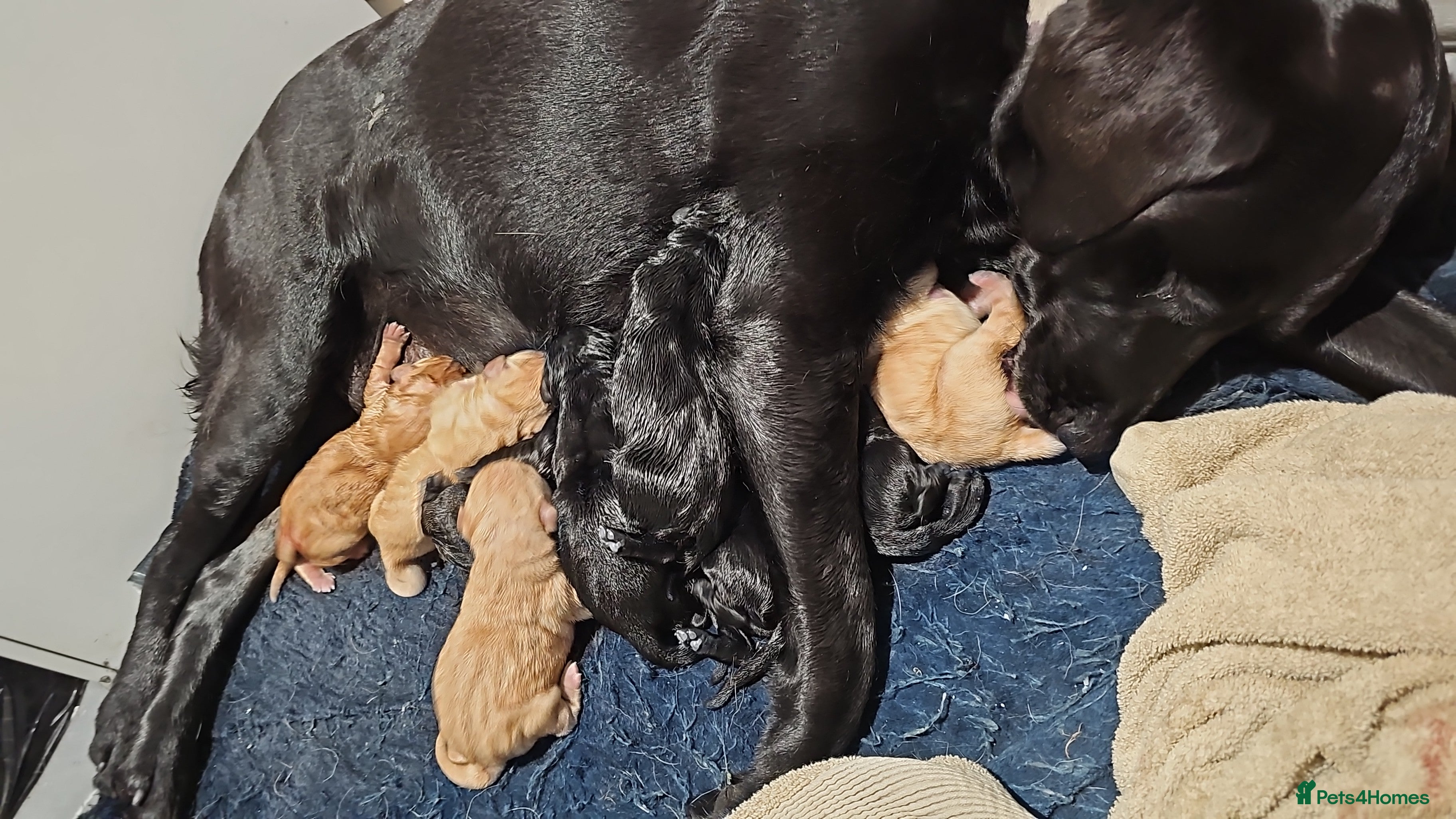 Labrador Retriever dogs 🐕1 pedigree lab remaining 🐕 - Advert 12