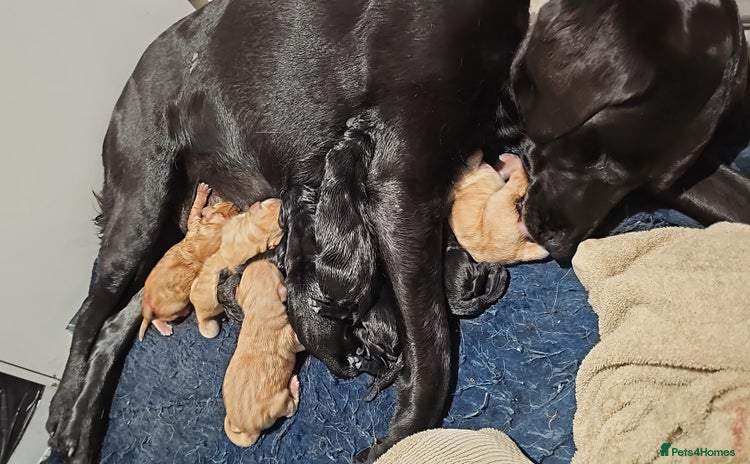 Labrador Retriever dogs 9 beautiful kc registered Labrador pups 🐶  - Advert 2