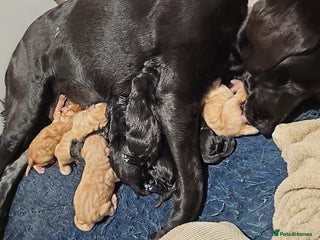 Labrador Retriever dogs 9 beautiful kc registered Labrador pups 🐶 - Advert 2
