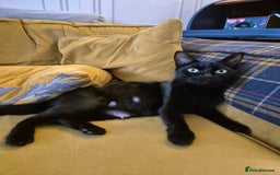 British Shorthair cats for sale: 5 adorable, playful kittens for sale. - Image 11