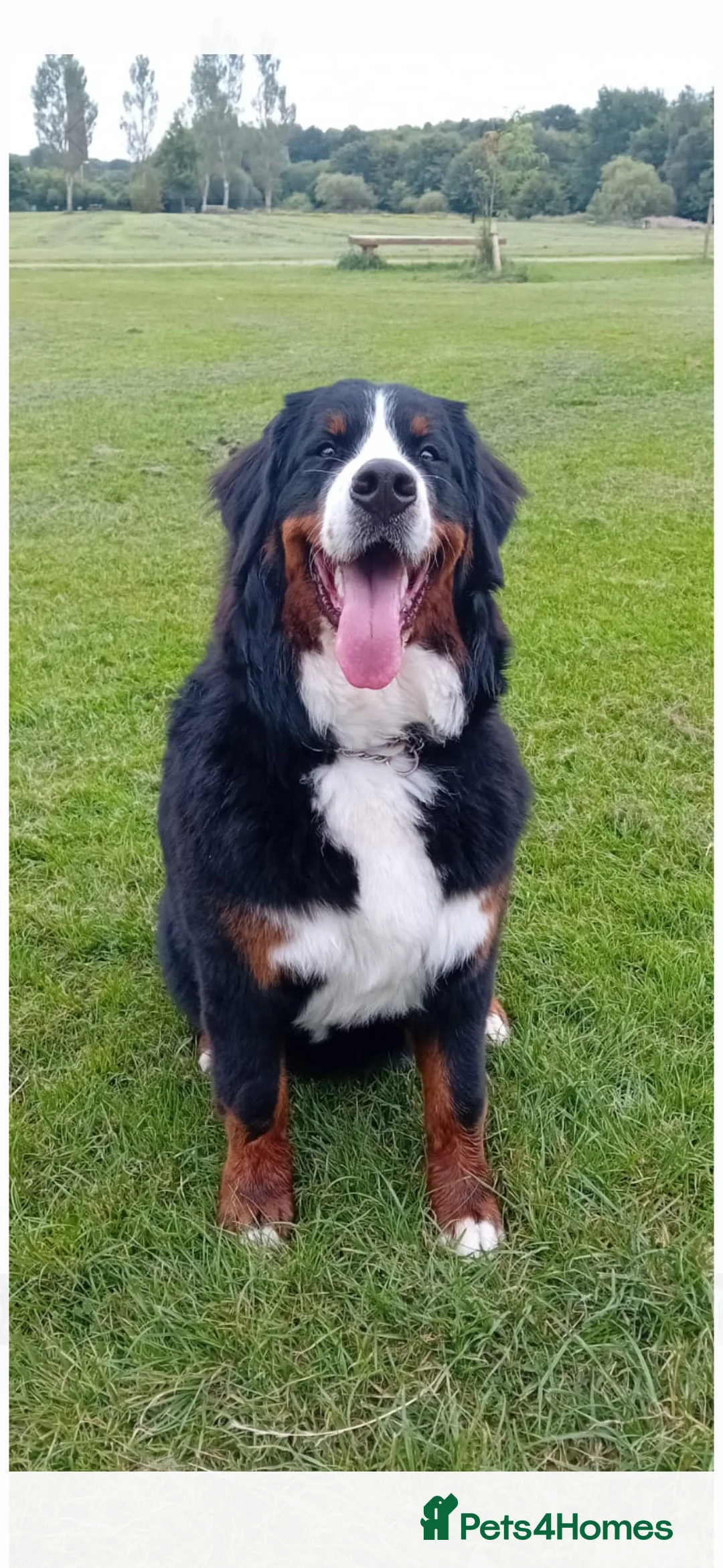 Bernese Mountain Dog dogs for stud: Proven Bernese Mountain Dog - Advert 14