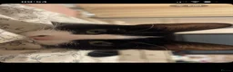 Domestic Shorthair cats for sale: 2 Female Cats Looking for Their Forever Home in Stockport - Advert 2