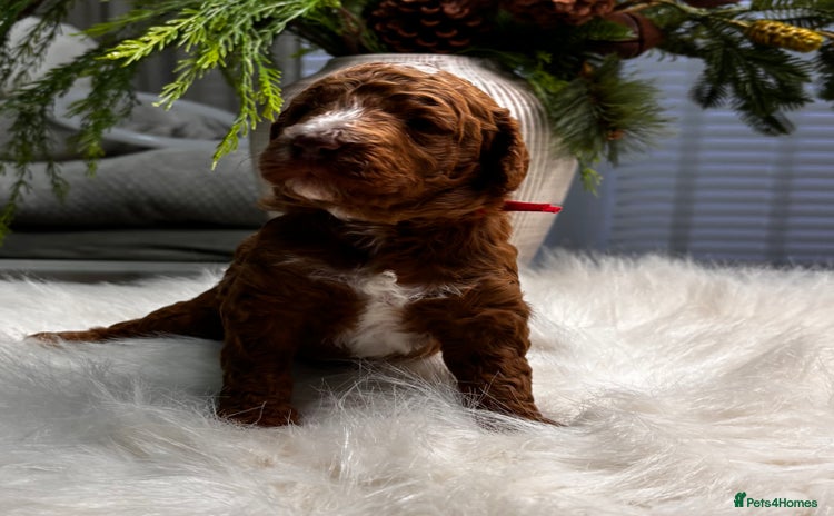 Labradoodle dogs Premium Multigen Labradoodle Puppies  - Advert 1