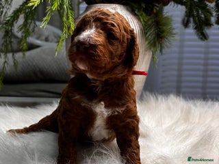 Labradoodle dogs Premium Multigen Labradoodle Puppies - Advert 4