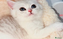British Shorthair cats for sale: TICA REGISTERED CHAMPION LINES HUGE KITTEN 4 SALE! - Image 5