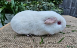 Guinea Pig rodents for sale: Single baby boys for bonding with an solo adult - Image 3
